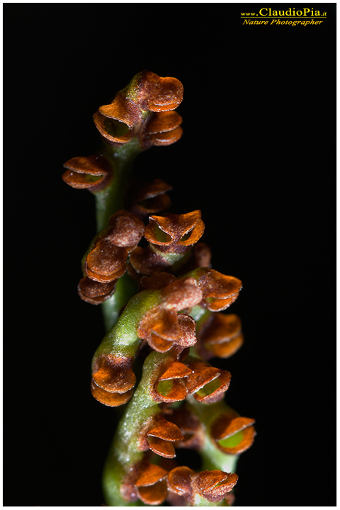 botrychium lunaria, felce, pteridofita in Alta Val d'Aveto